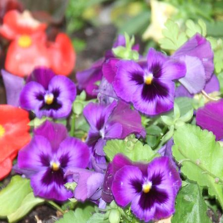 Church Farm Стратфорд-апон-Эйвон Экстерьер фото
